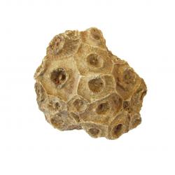 Fossil coral, Actinocyathus