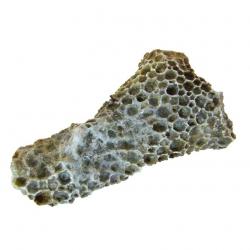 Thamnopora, Fossilized coral