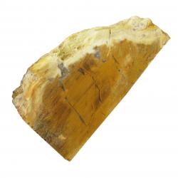 Petrified Wood found in Colorado