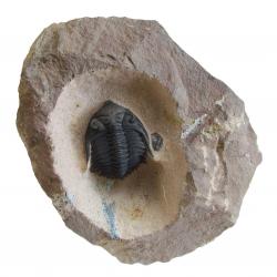 Trilobite, Metacanthina