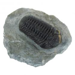 Trilobite, Phacops