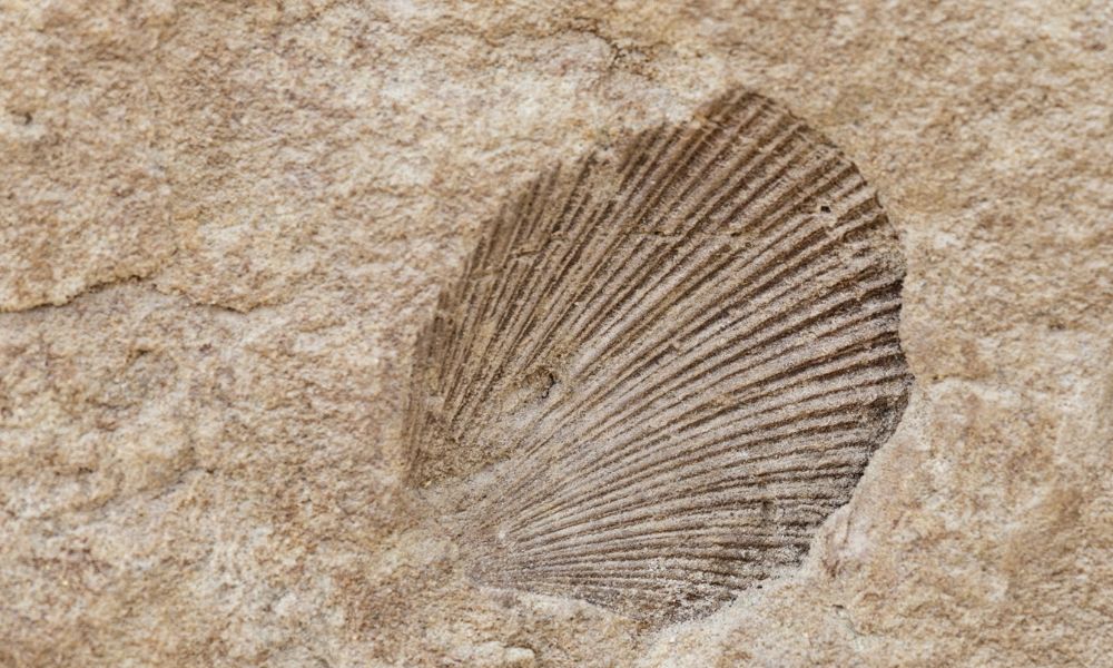 How Do Fossils Form