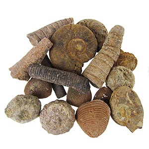 Wholesale Fossils