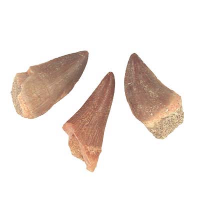 mosasaur teeth
