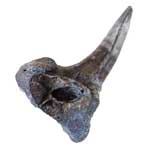 fossil Orthocanthus shark tooth