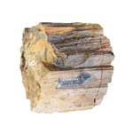 Petrified Wood from Utah
