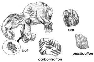 Fossil types