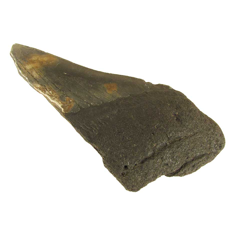 50% megalodon tooth