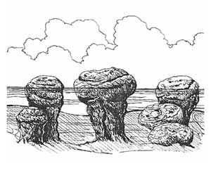 stromatolite drawing