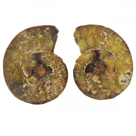 Ammonite Split Pair 6-7cm G