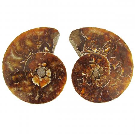Ammonite Split Pair 6-7cm J