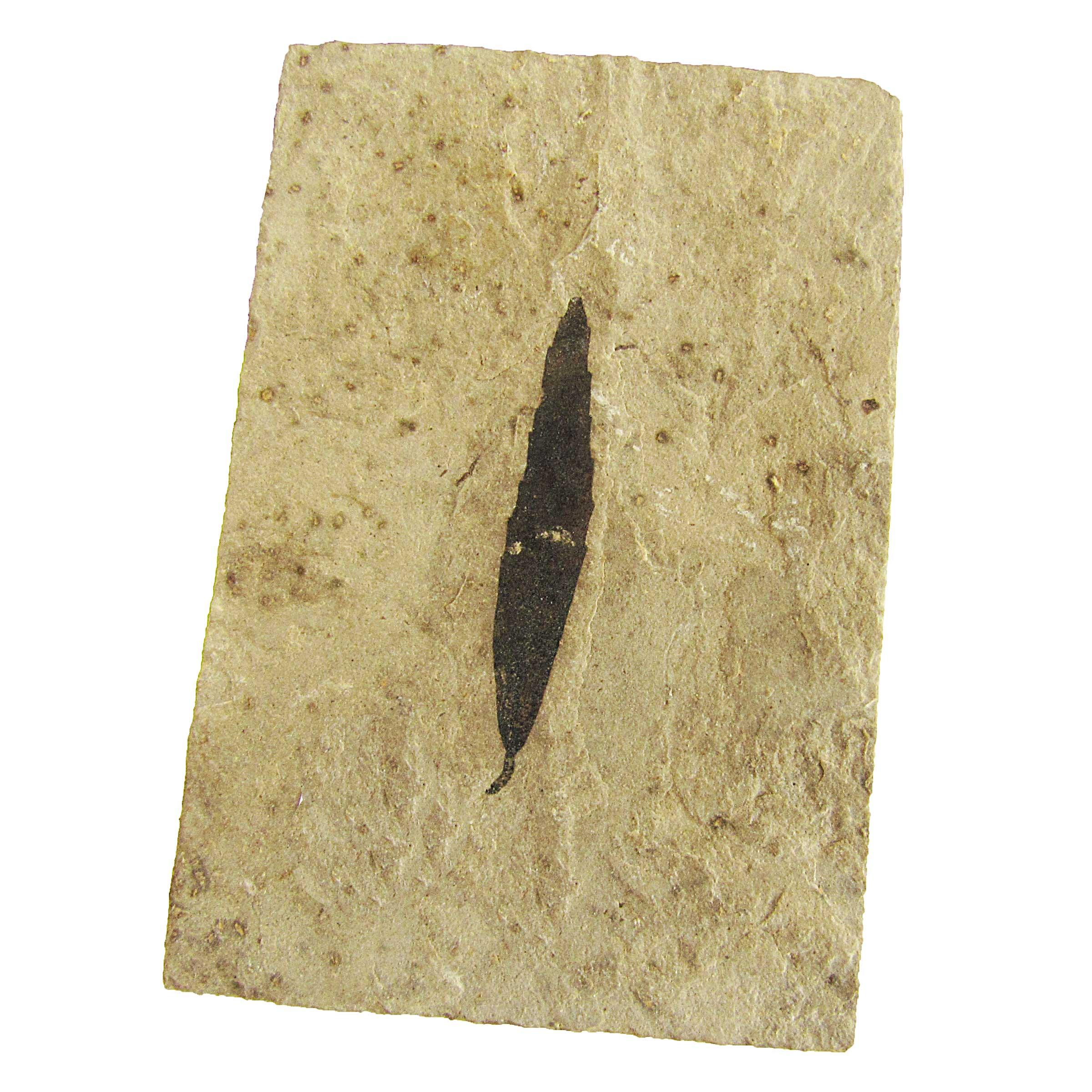 1.2 Highly Detailed Cedrelospermum Nervosum Fossil Plant Leaf 56 Million Years Old Eocene Age Green River Formation Uintah UT Free Shipping