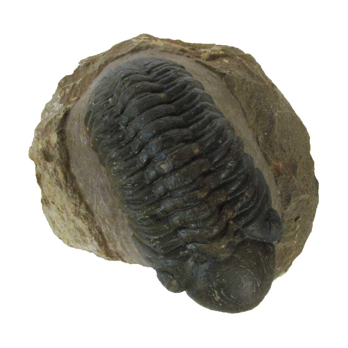 Reedops Fossil Trilobite FSR058 ✔100% Genuine ✔UK Seller Morocco Devonian 