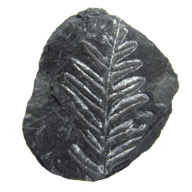 Fern fossils