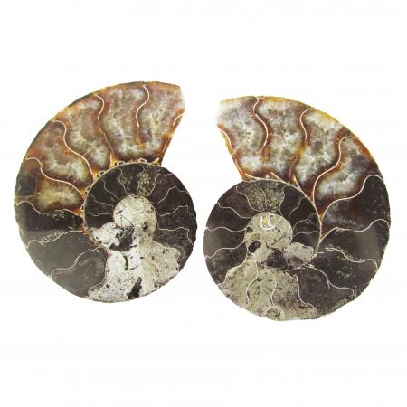 Ammonite Split Pair 6-7cm