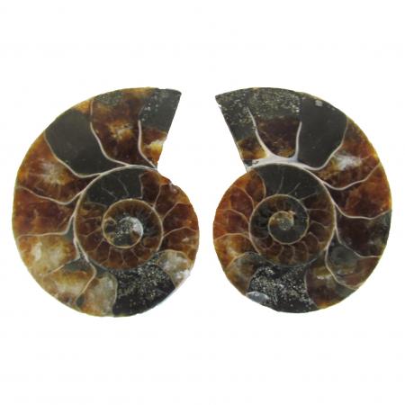 Ammonite Split Pair 6-7cm D