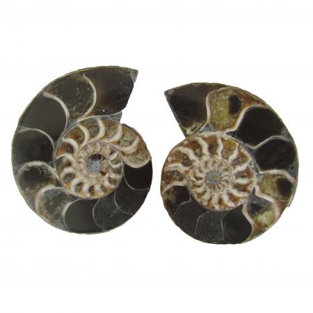 Madagascar Ammonite Split Pair 6-7 cm