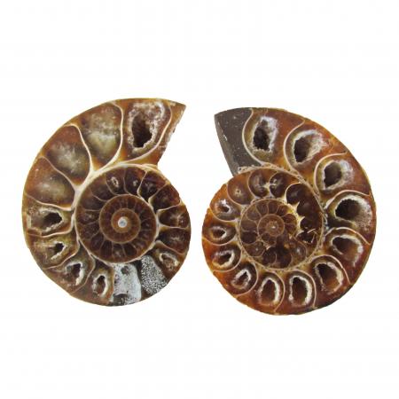 Ammonite Split Pair 6-7cm H