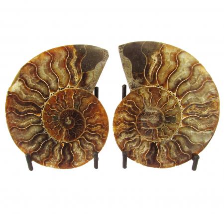 Ammonite Split Pair 10 cm C