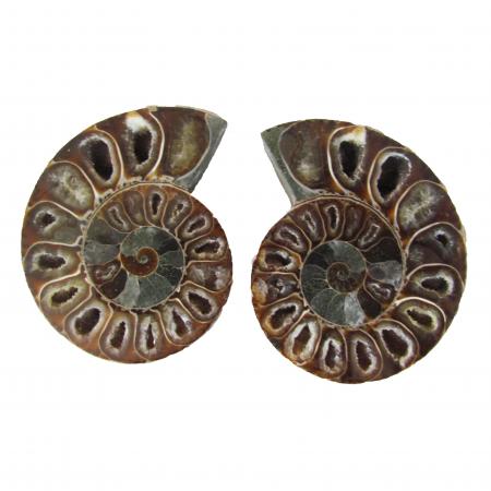 Ammonite Split Pair 6-7cm