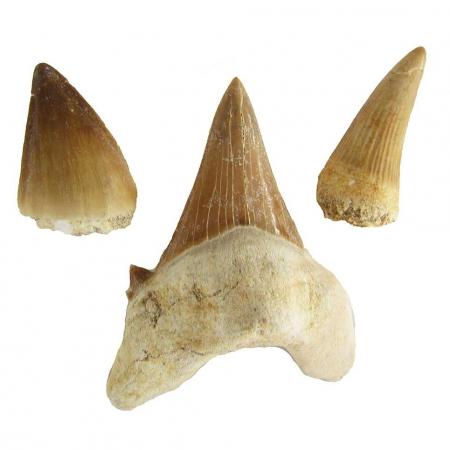 Fossil Tooth Collection Mosasaur, Spinosaur, and Otodus obliquus Teeth
