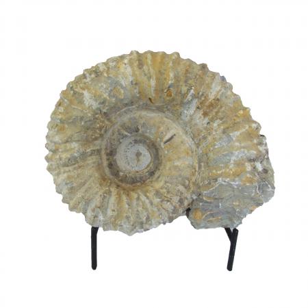 Ammonite 8 inch Agadir, Morocco