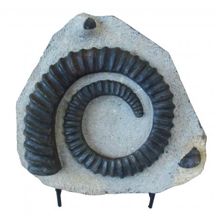 Ammonite Anetoceras with Stand