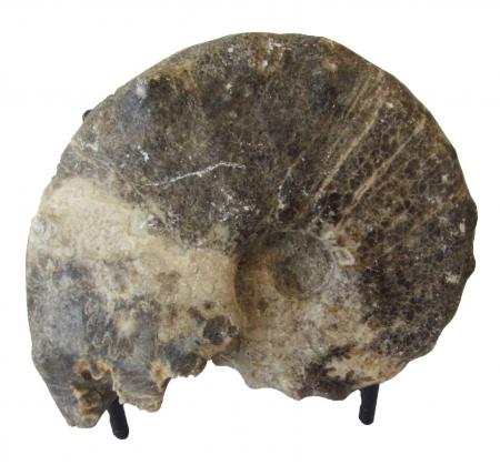 Mammites nodosoides Ammonite