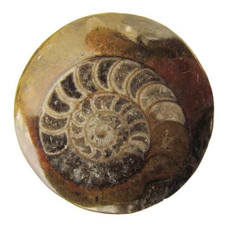 Ammonite Fossil "Button"