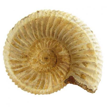 Perisphinctes Ammonite 