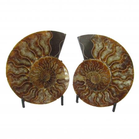 Ammonite Split Pair Over 10 cm