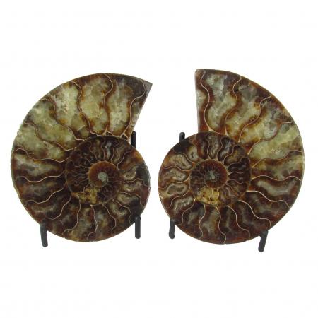 Ammonite Split Pair Over 10 cm S With Stand