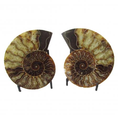 Madagascar Ammonites Split Pairs over 10 CM