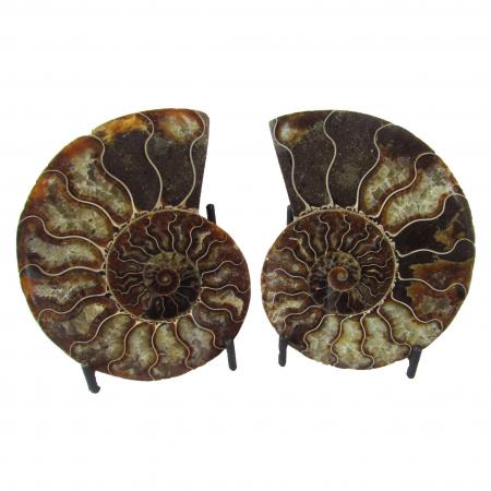 Madagascar Ammonite Split Pair