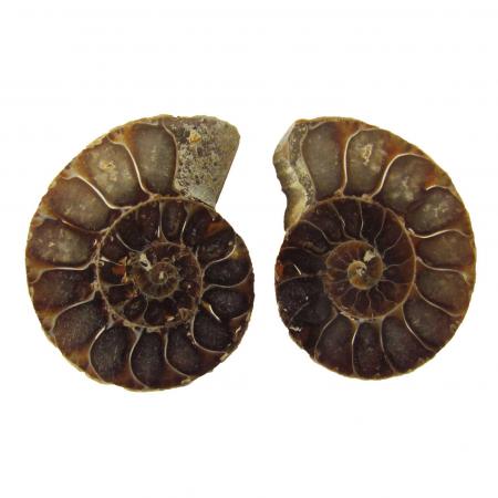 Ammonite Split Pair 3-4cm
