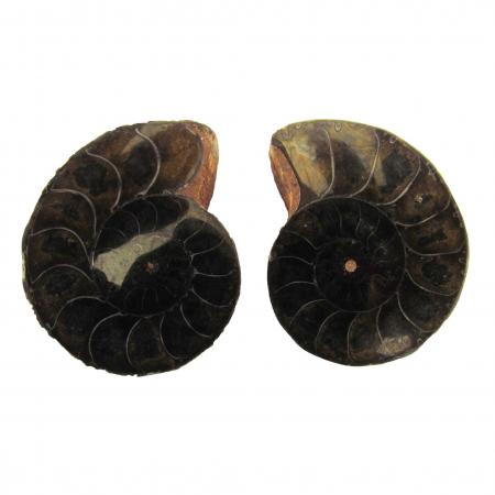 Ammonite Split Pair 3-4 cm