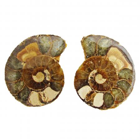 Ammonite Split Pair 3-4 cm R