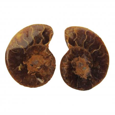 Ammonite Split Pair 4-5 cm M