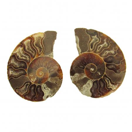 Ammonite Split Pair 5-6 cm C