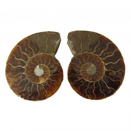 Ammonite Split Pair 5-6 cm E