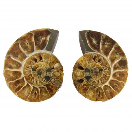 Madagascar Ammonite Split Pair 5-6 cm