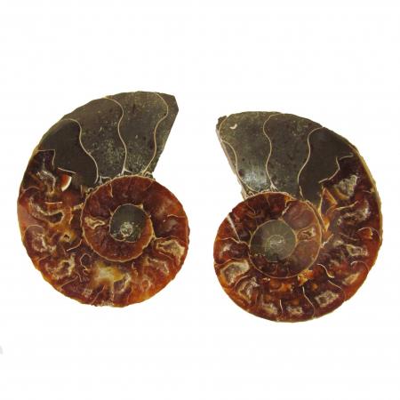 Ammonite Split Pair 5-6 cm