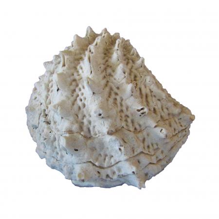 Fossil Clam-Arcinella cornuta (Spiny Jewlbox) one valve