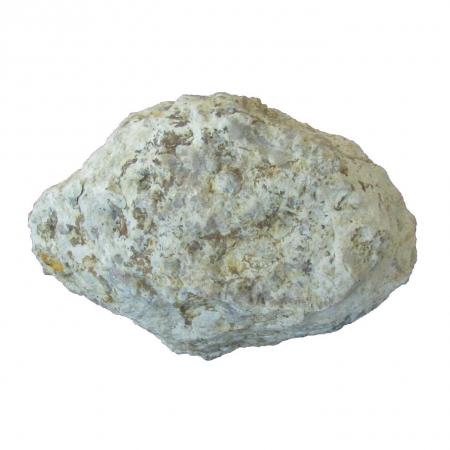 Dinosaur Coprolite