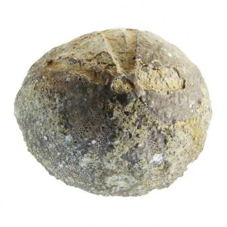 Fossil Sea Urchin