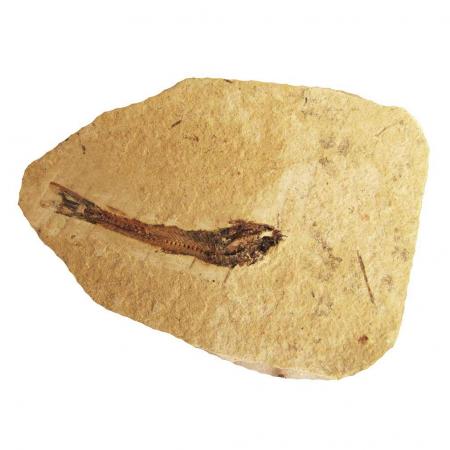Dastilbe Fossil fish