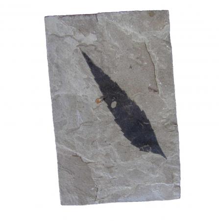 Leaf Fossil-Rhus nigricans-Eocene