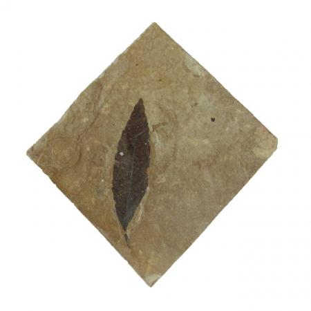 Leaf Fossil-Cedrelospermum nervosum-Eocene
