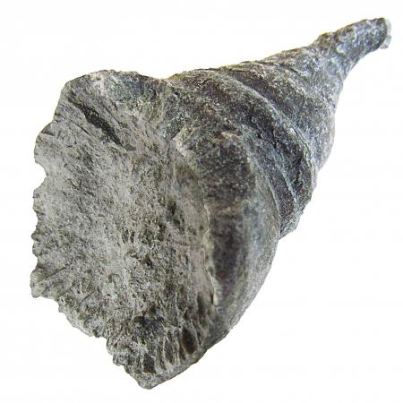 Amplexi zaphrentis Horn Coral Fossil
