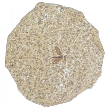 Insect Fossil  Fly